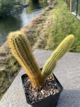 Hildewintera aureispina